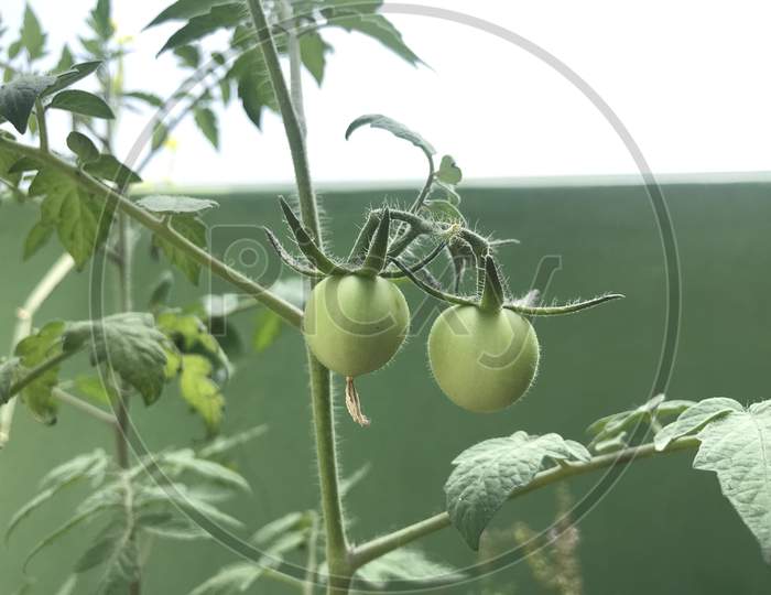 Tomato In Green Is Blossomed At First Time In Our Terrace Garden And Giving A New Hope For The Organic Agricultural Business In Our Village