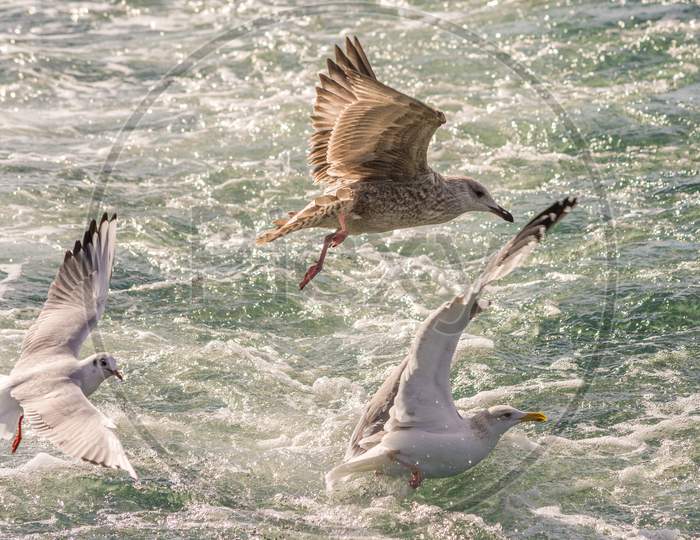 Seagulls Hunting Fish In Hamana Lake In Shizuoka Prefecture Of Japan