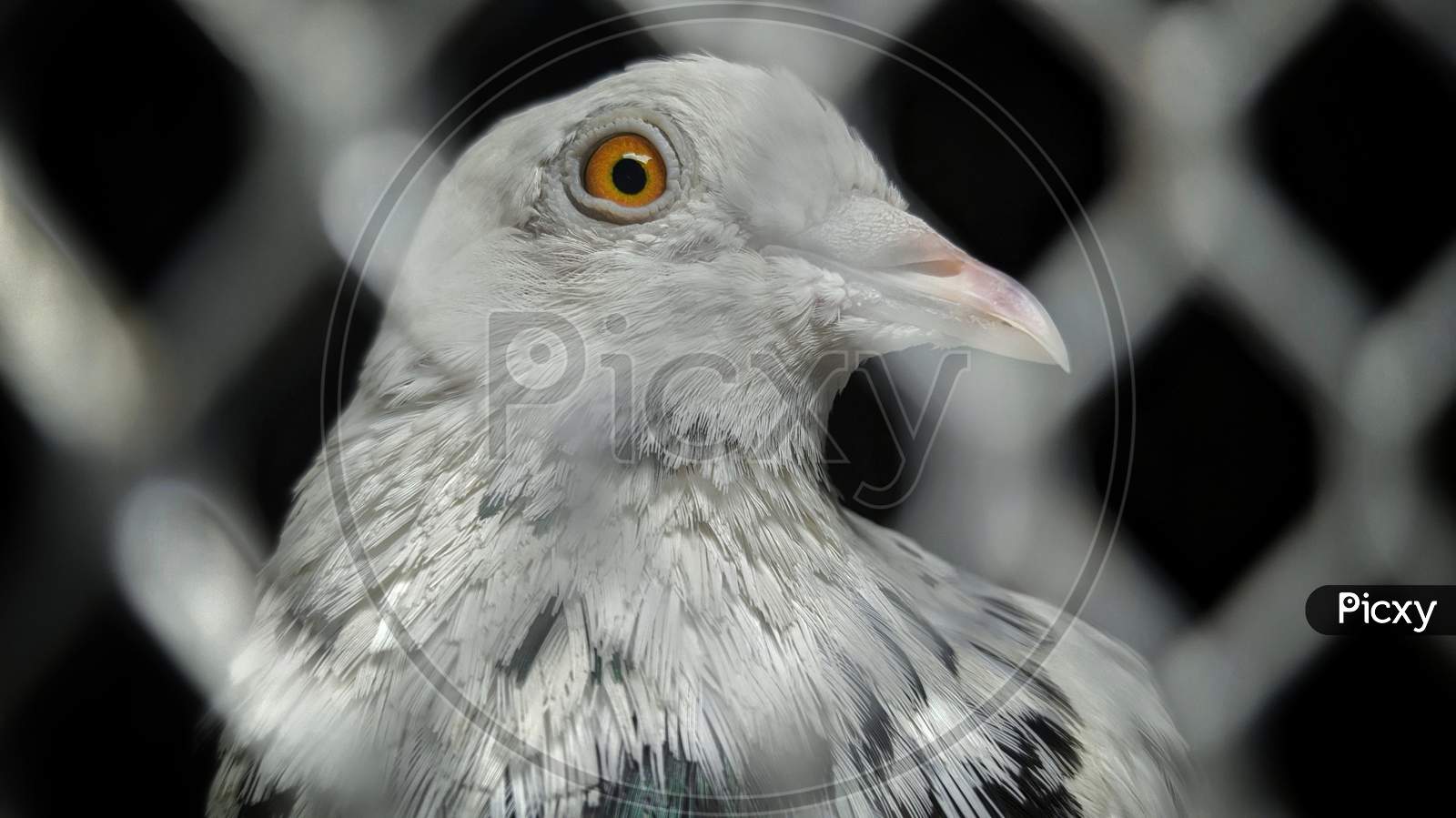 Pigeon close up