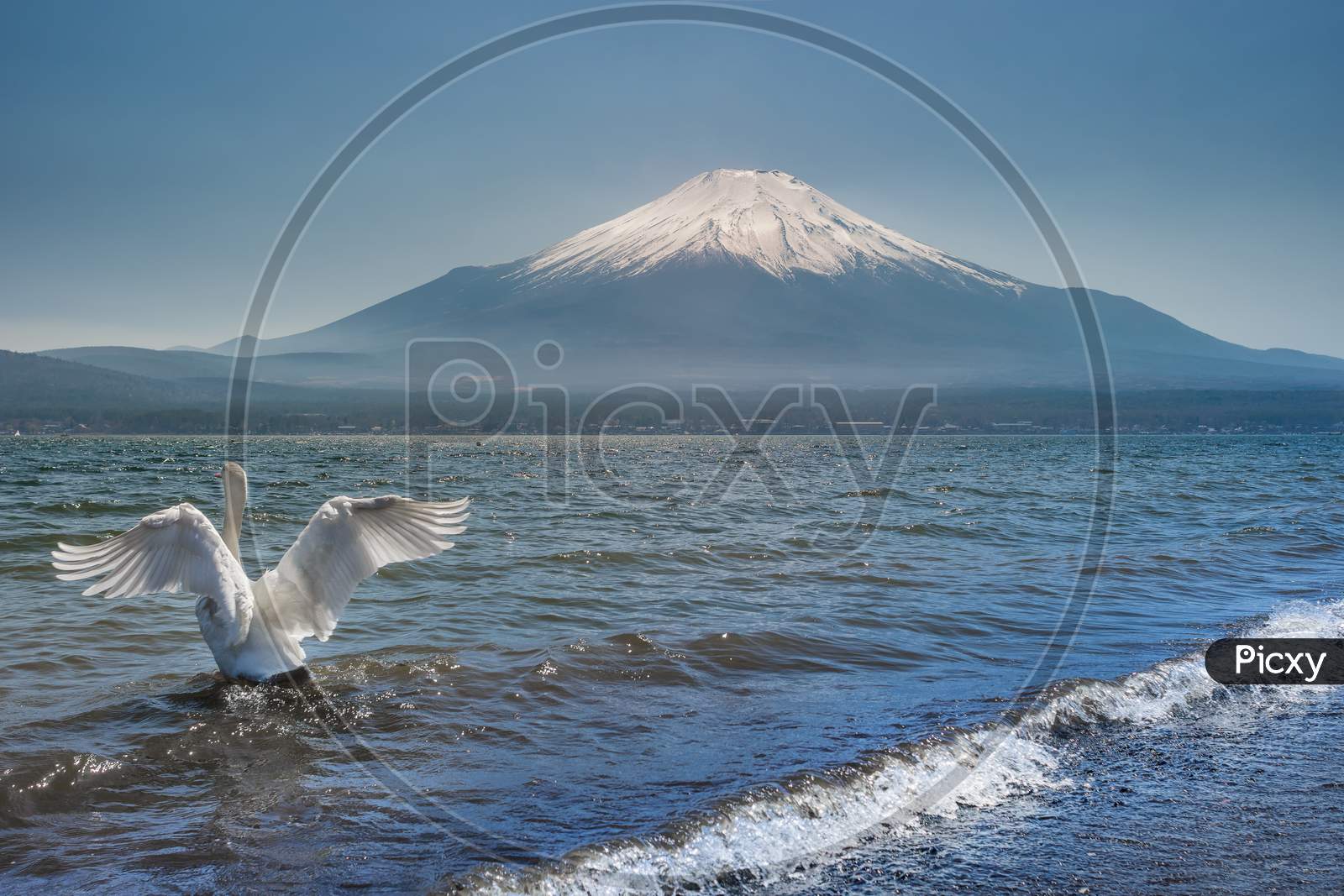 White Swan Swimming In The Lake Kawaguchi With Mt. Fuji In The Background, Japan