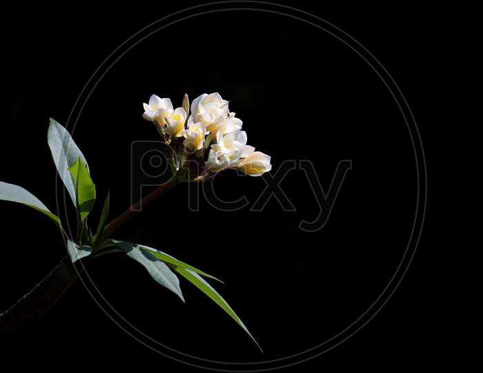 Plumeria Flowers Cluster Isolated in Black Background with Selective Focus and Copy Space for Texts Writing