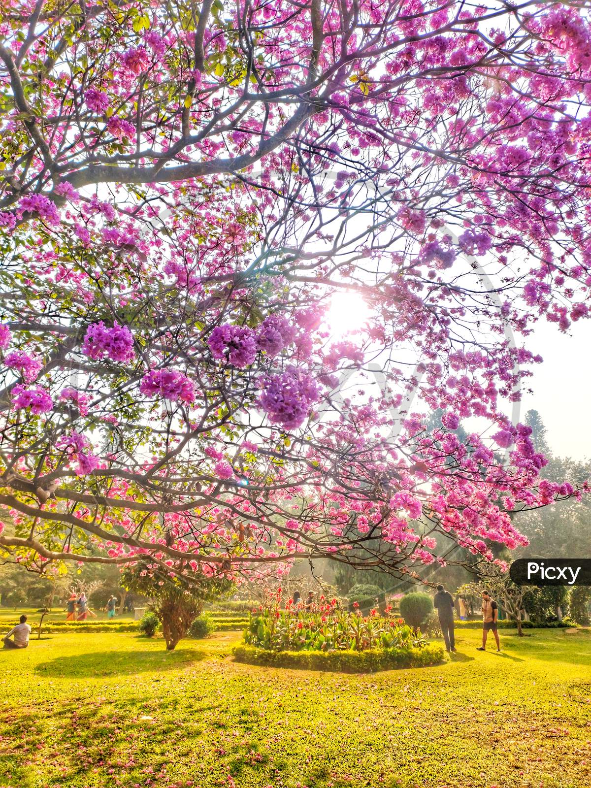 beautiful flower trees in Bangalore
