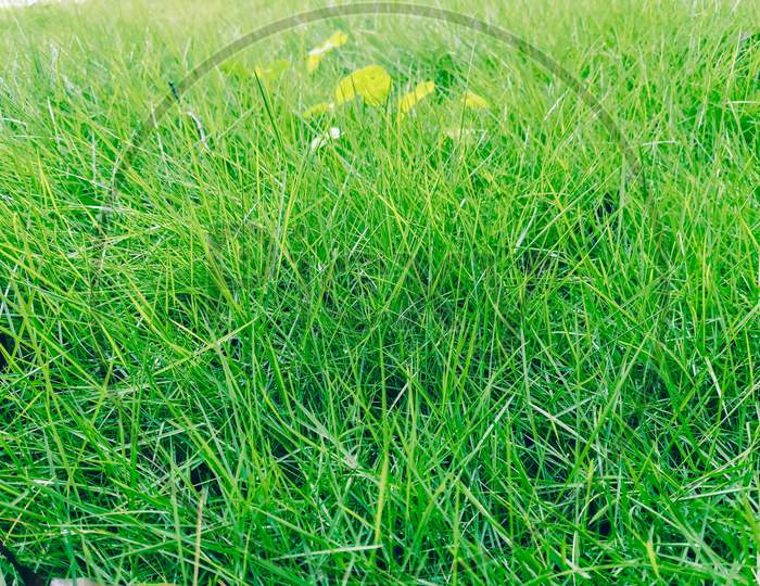 lawn green grass