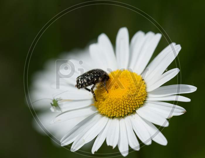 A Closeup Shot Of An Insect On A Daisy Under The Sunlight