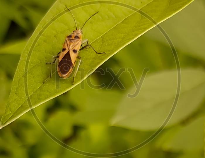 Insect on the green leaf