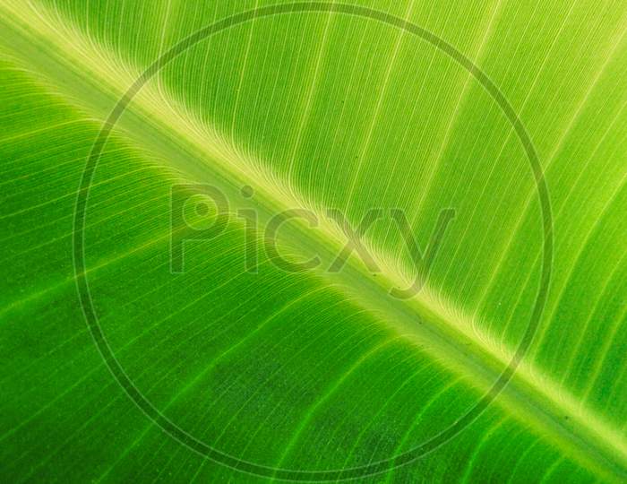 Close Up Of Green Banana Leaves