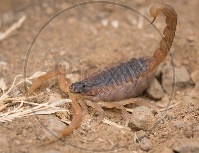 Indian Red Scorpion In Attack Position