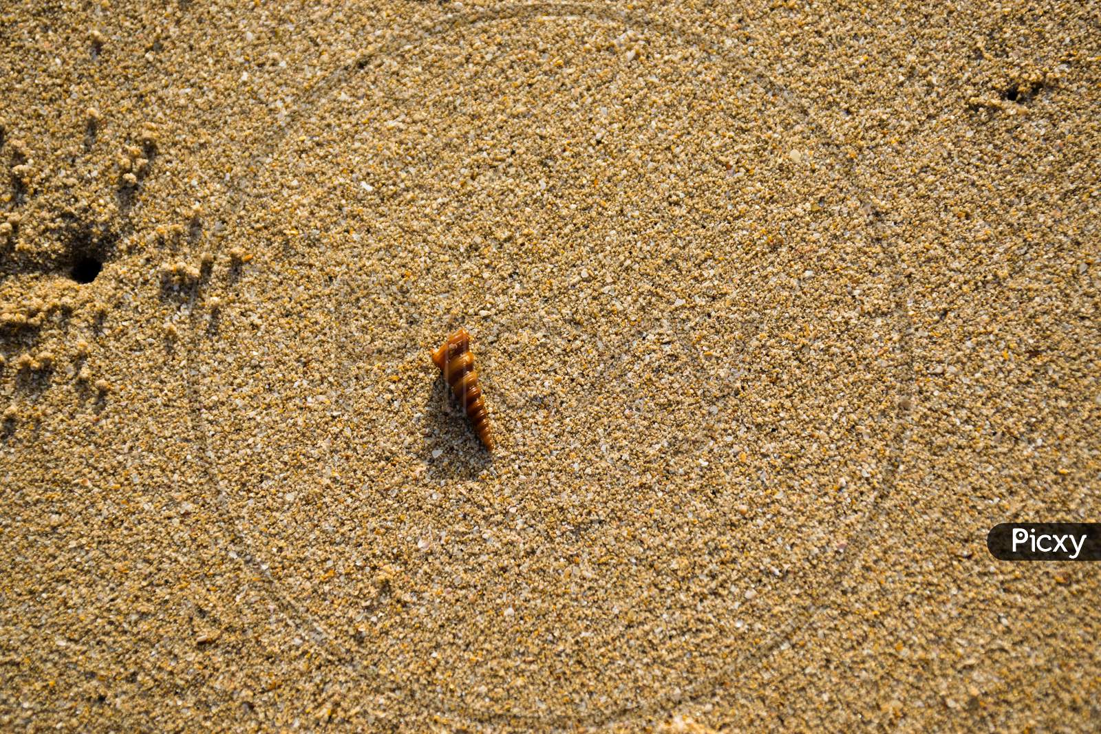 A Small Conical Shell In The Sand At Velneshwar Beach In India
