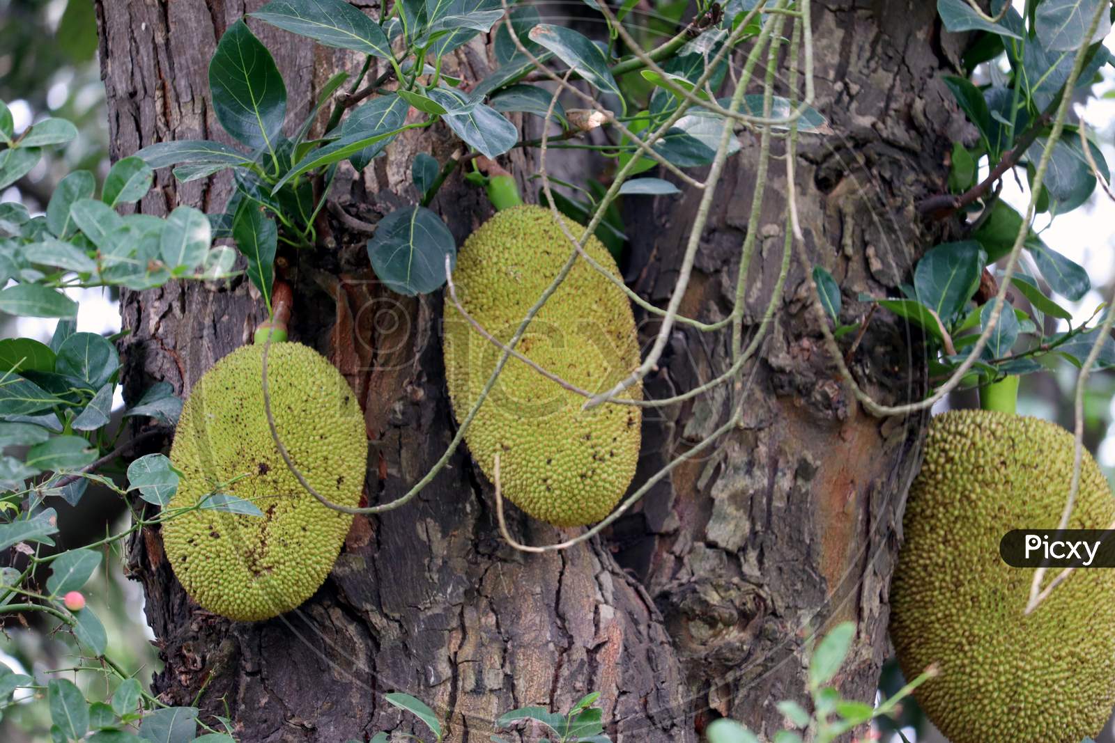 Green Indian Fresh Jack Fruits Hanging On Jack Tree