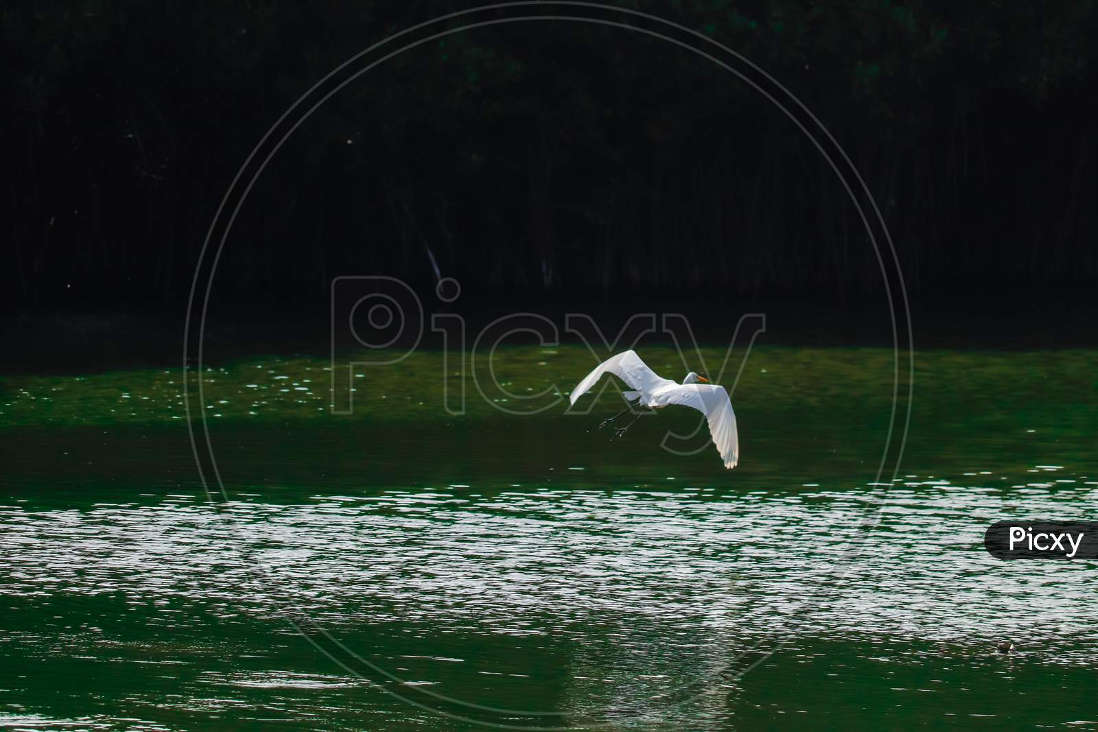 Bird flying above the water level