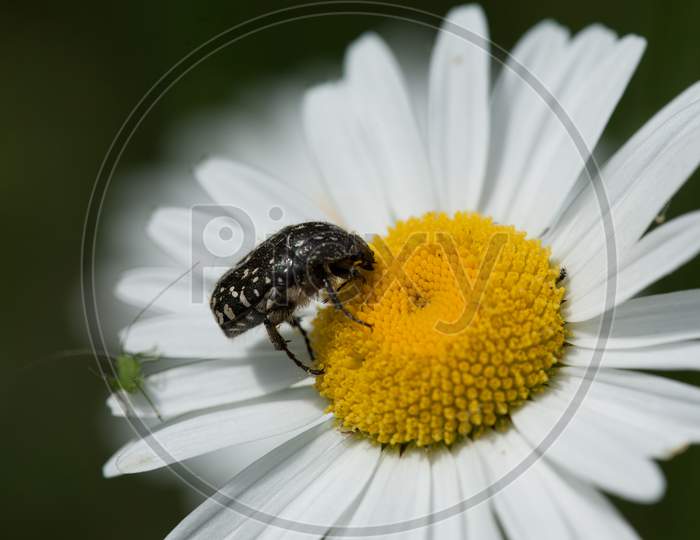 A Closeup Shot Of An Insect On A Daisy Under The Sunlight