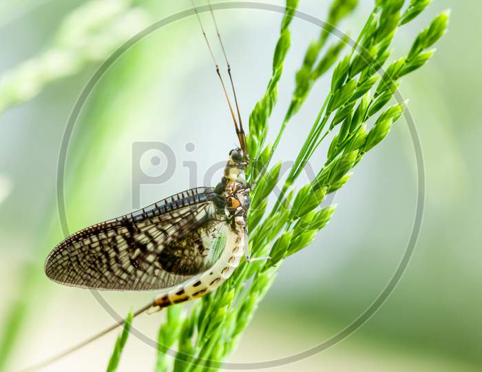 A Closeup Shot Of A Butterfly Sitting On A Green Plant