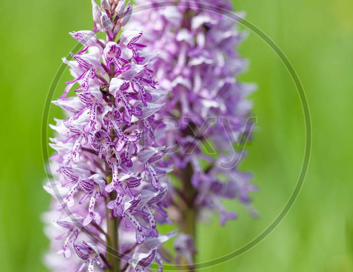 A Closeup Shot Of A Beautiful Southern Marsh-Orchid Under The Sunlight
