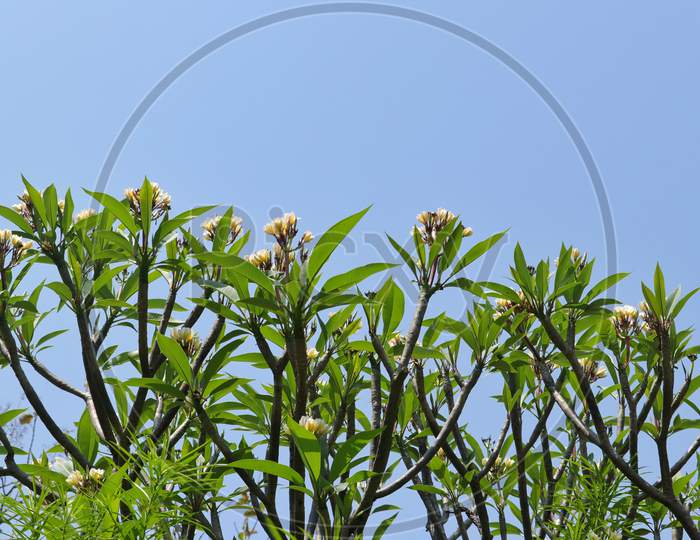 Plumeria Tree Branches with Flowers, Perfect for Wallpaper