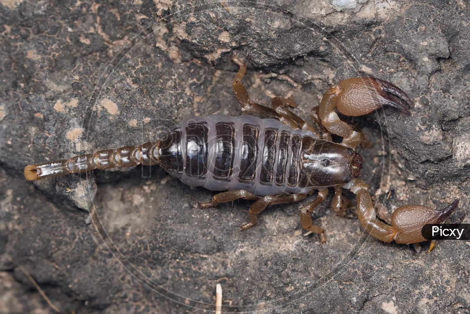 Heterometrus Xanthopus, Scorpion