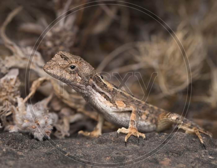 Female Fan-Throated Lizard Resting On A Rock