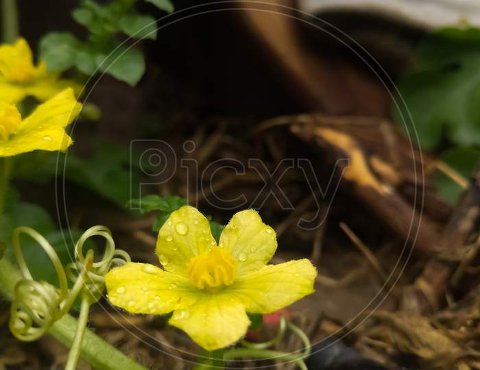 Yellow flower grown in the farm