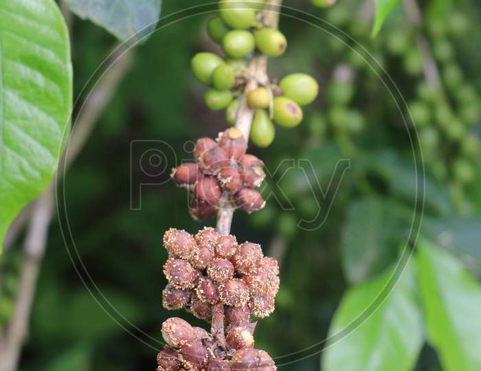 Robusta Coffee Plant With Ripe And Unripe Coffee Beans On Same Branch