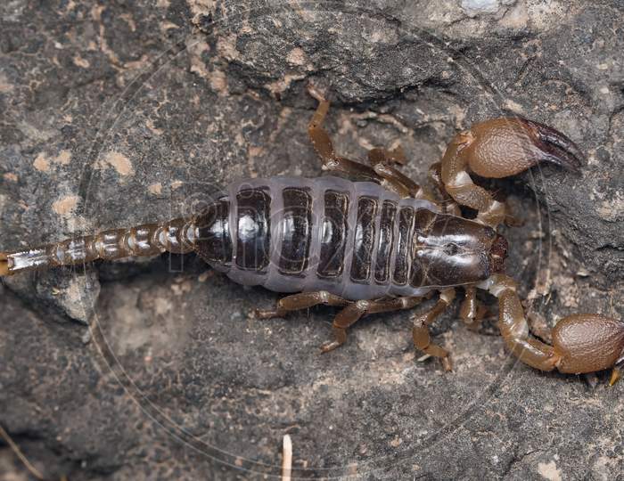 Heterometrus Xanthopus, Scorpion