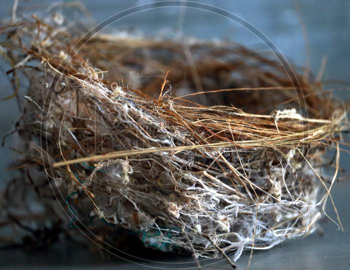 Closeup Of Sparrows Bird Nest