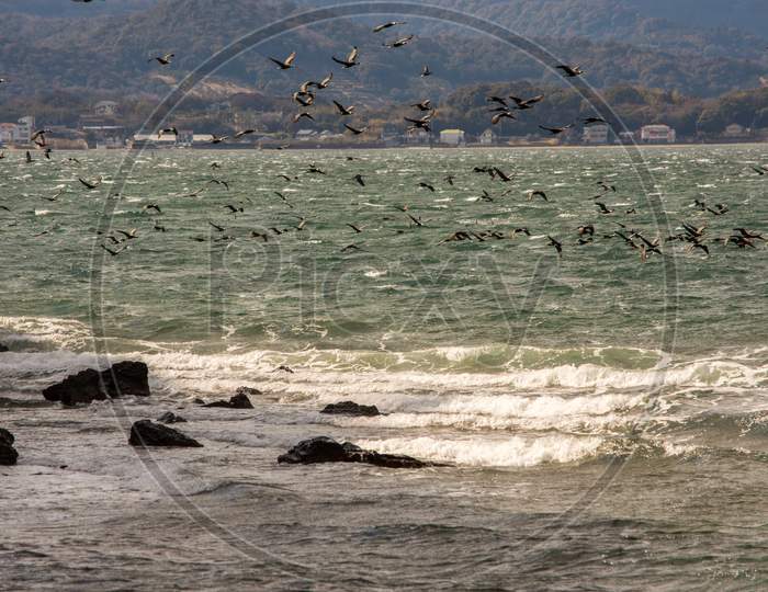 Black Cormorants Flying Above Lake Hamana In Shizuoka Prefecture Of Japan