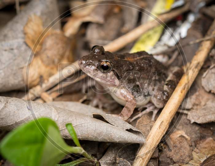 Indian Cricket Frog (Zakerana Syhadrensis) Sitting In Leaf Litter