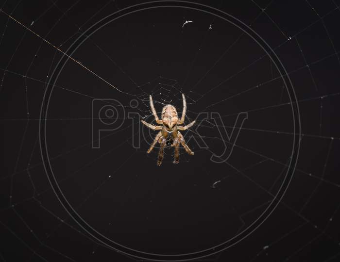 Orb Weaver Spider In Its Web