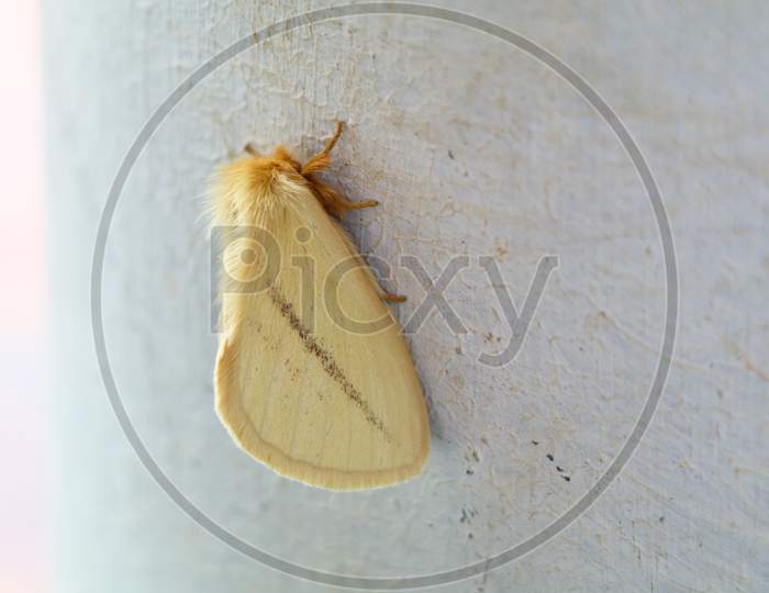 Cream Color Night Butterfly Or Moth Belonging To The Paraphyletic Group Of Insects