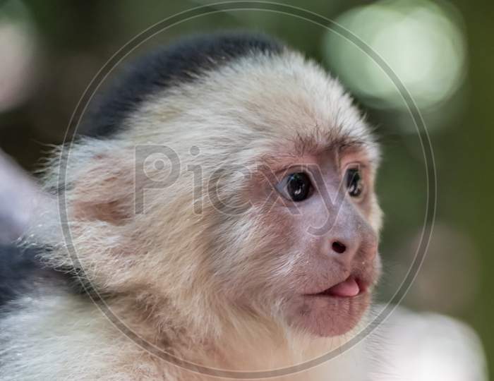 Small Cute Baby Monkey In The Forest