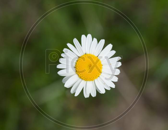 A Closeup Shot Of A Beautiful Daisy Under The Sunlight