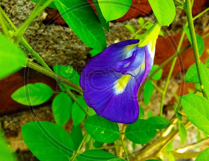Butterfly Clitoria ternatea blue flowers images background picture