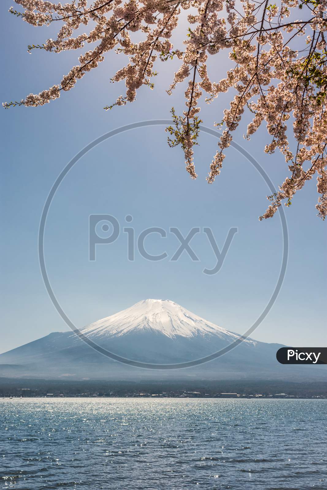 View Of The Mt. Fuji Symbol Of Japan And Yamanaka Lake With Cherry Blossoms