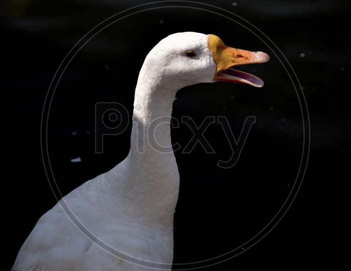 White Duck Close-Up