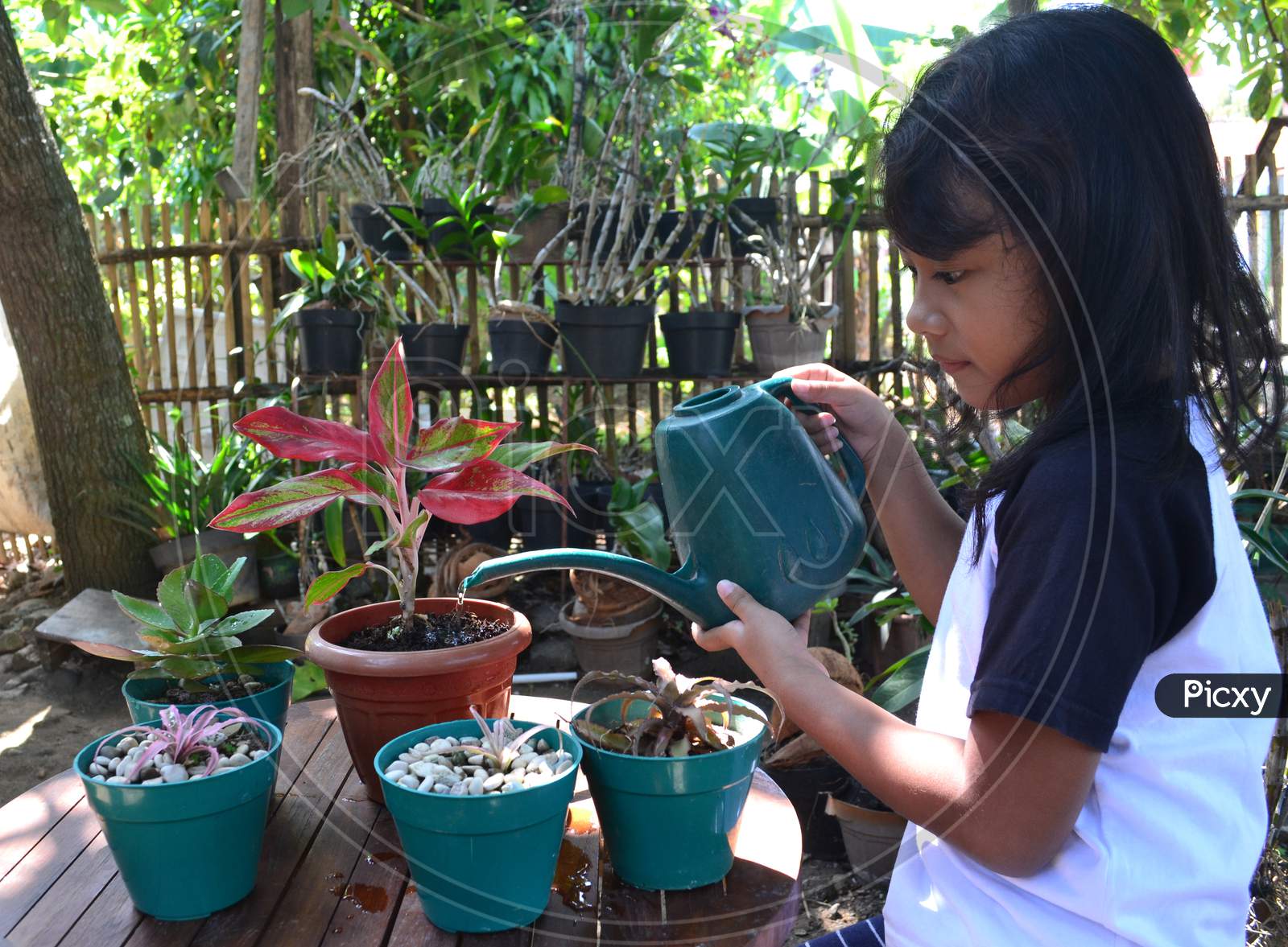 Little Girl Sit While Watering The Aglaonema Plant On The Table With A Watering Can