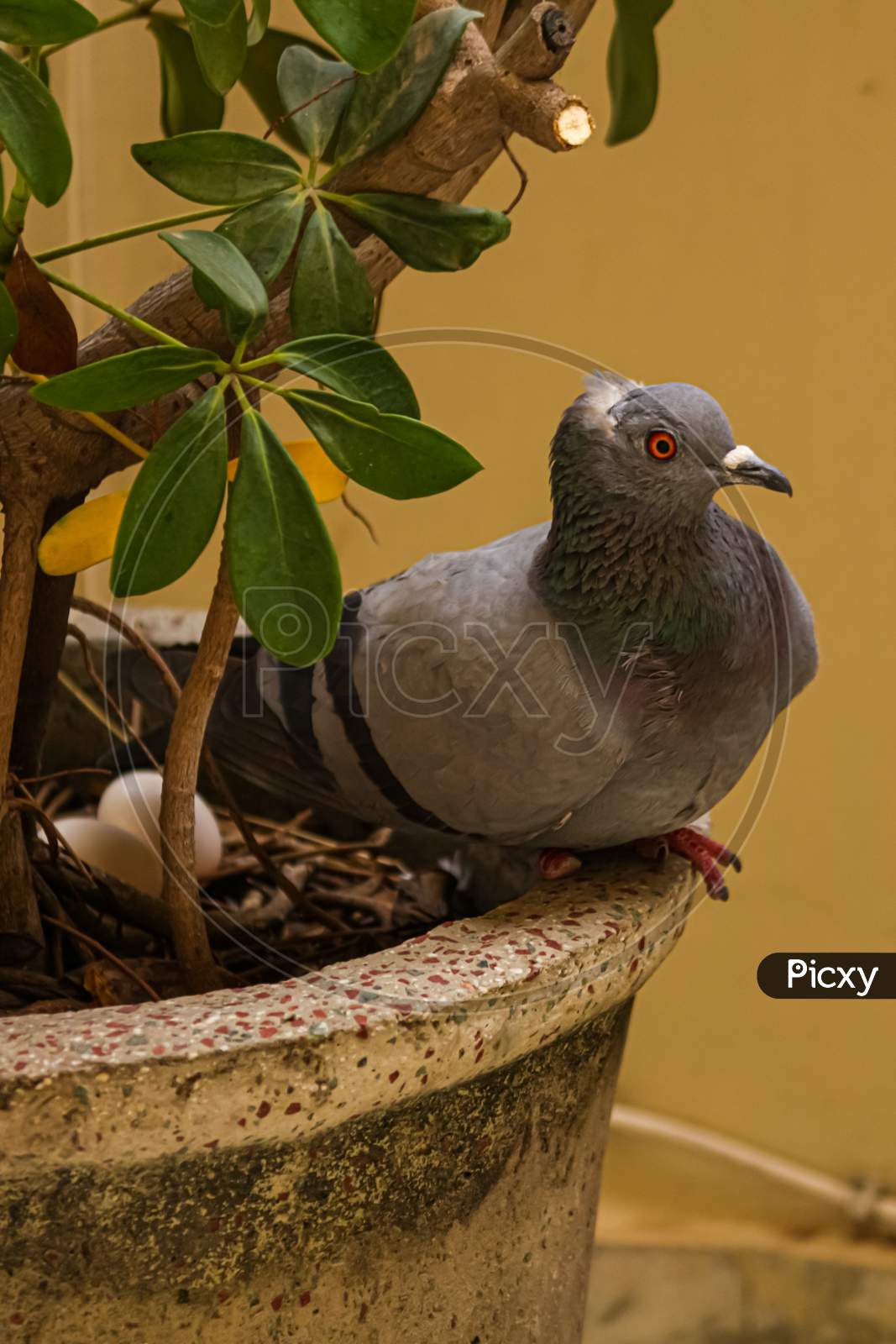 pigeon with eggs sitting on a plant