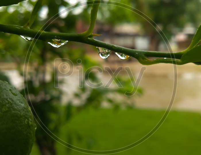 Watter droplets on the branch of lemmon tree