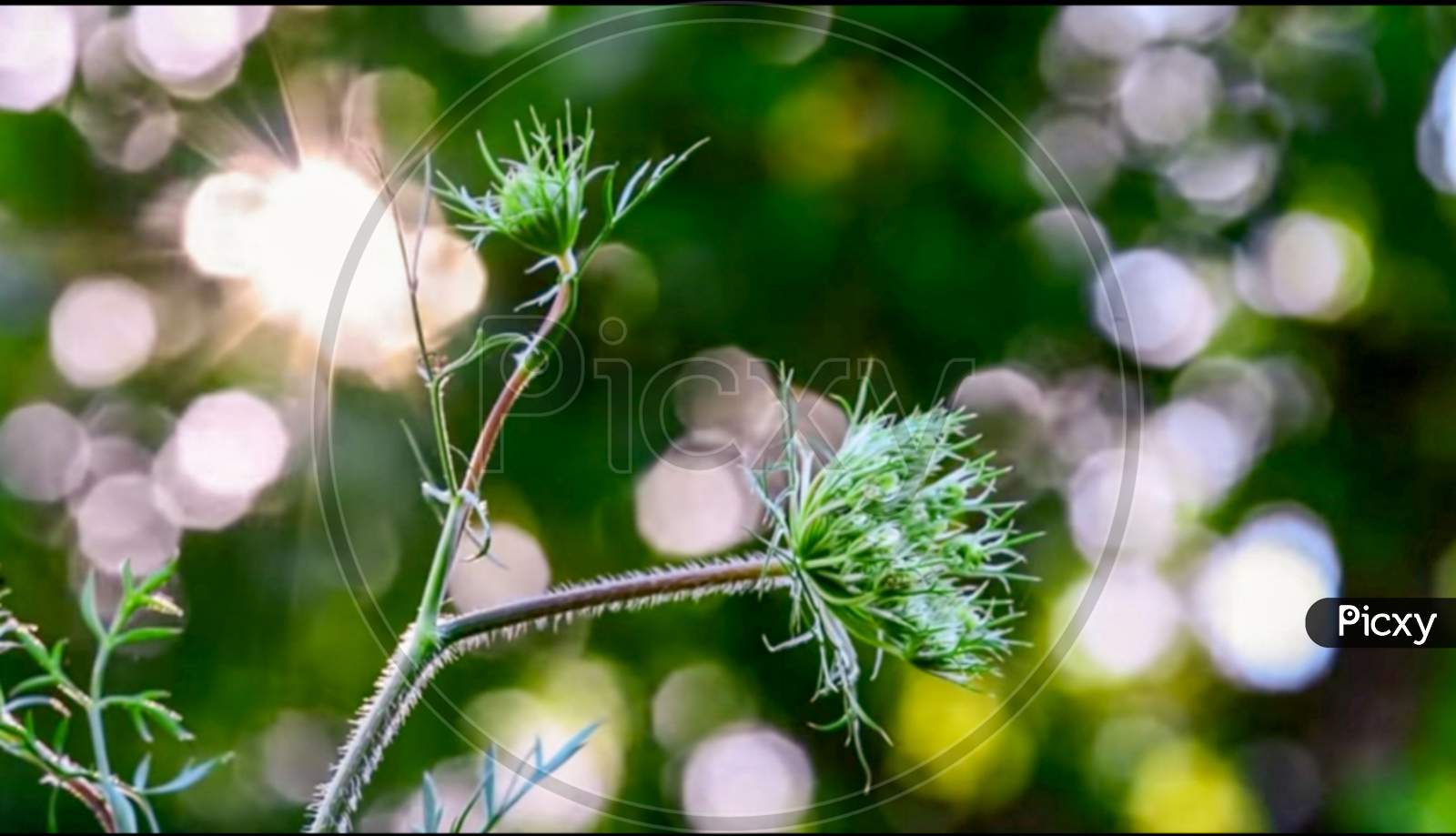 Close-up Tree Green Plant Flower Nature Grass Leaf