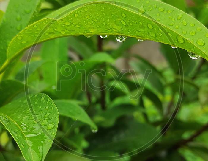 Leaves with rain drop deposited shot at the depth