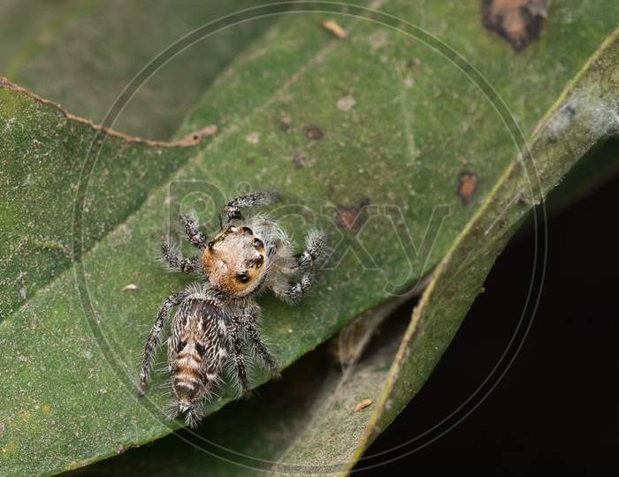 Jumping Spider Hyllus Semicupreus