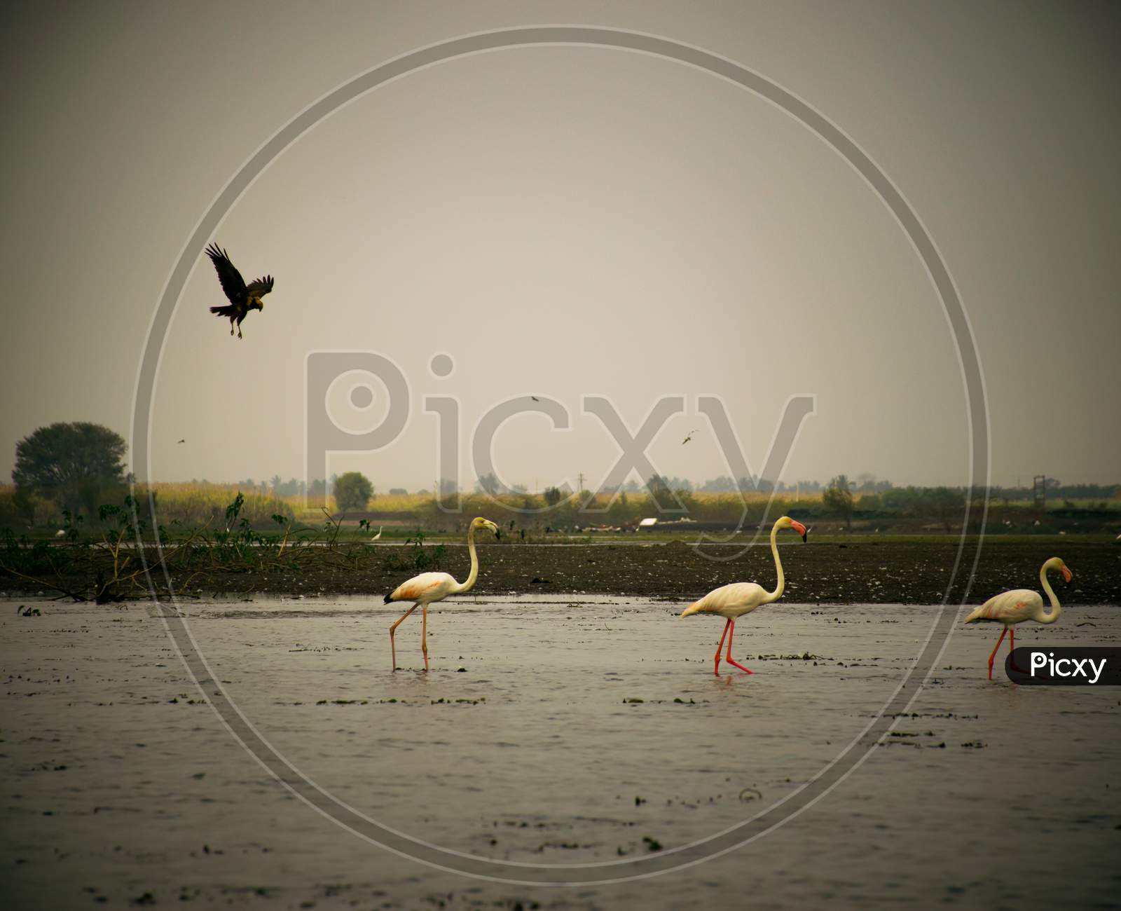 Flamingos Wading In The Water While A Bird Of Prey Is Hovering Above Them