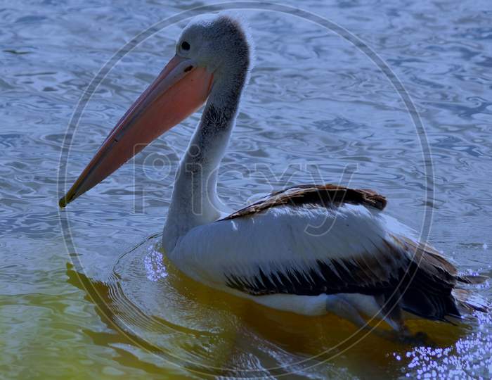 The Big Bird Pelican