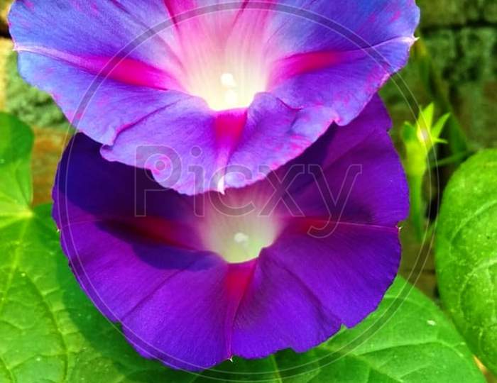 Purple morning glory flower background