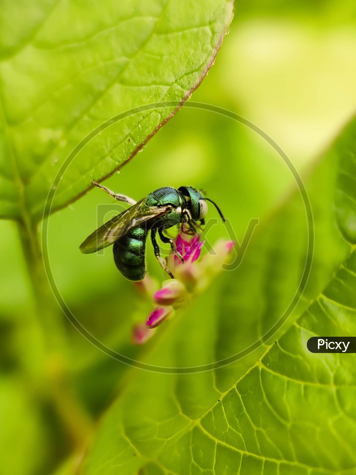 Macro photography of ceratina bee