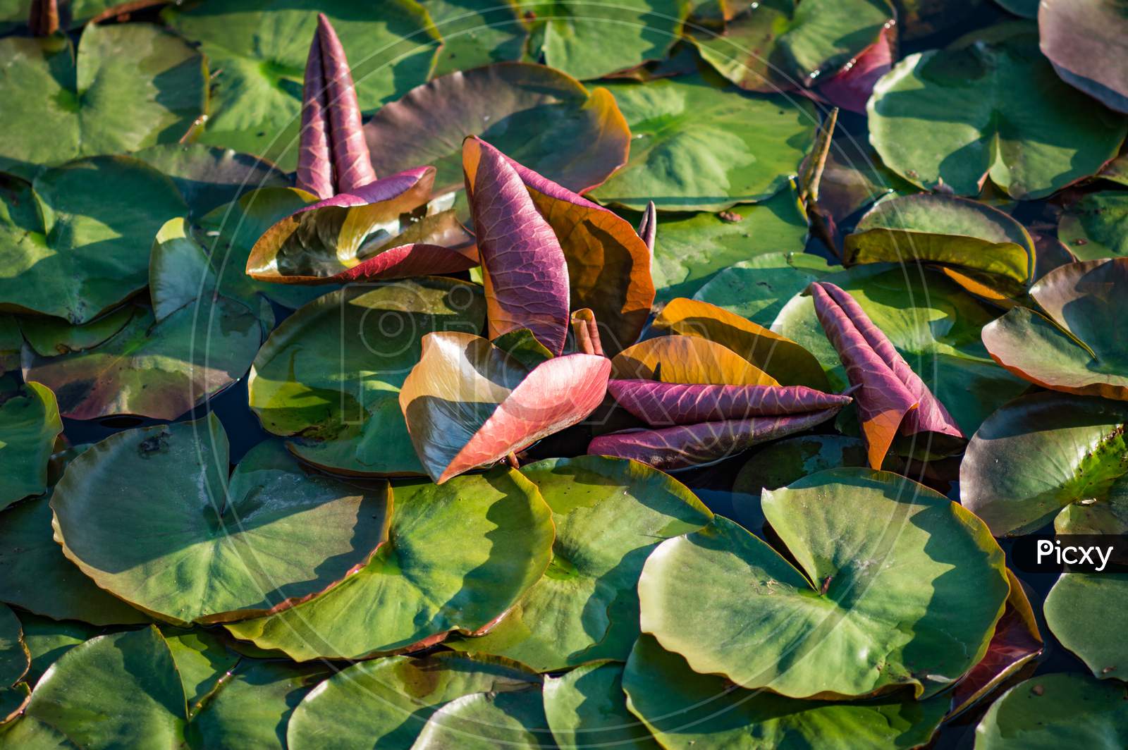 Green Lotus Leaves In A Pond Of Water