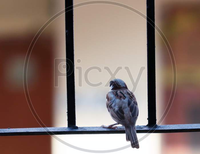 House Sparrow Bird Sitting On Railing