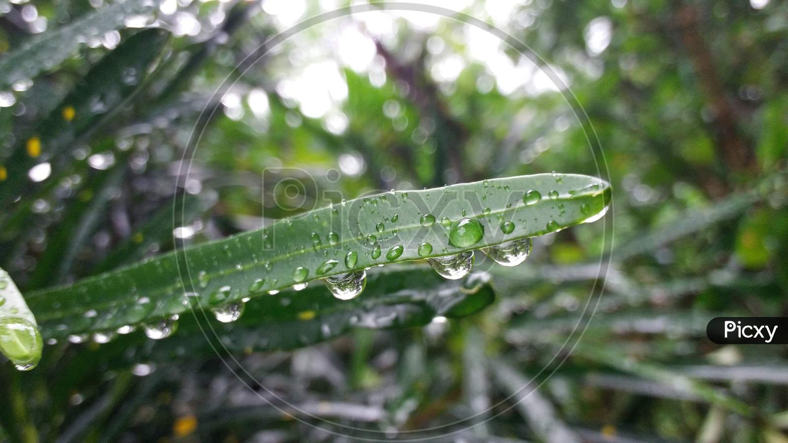 Raindrops background photo