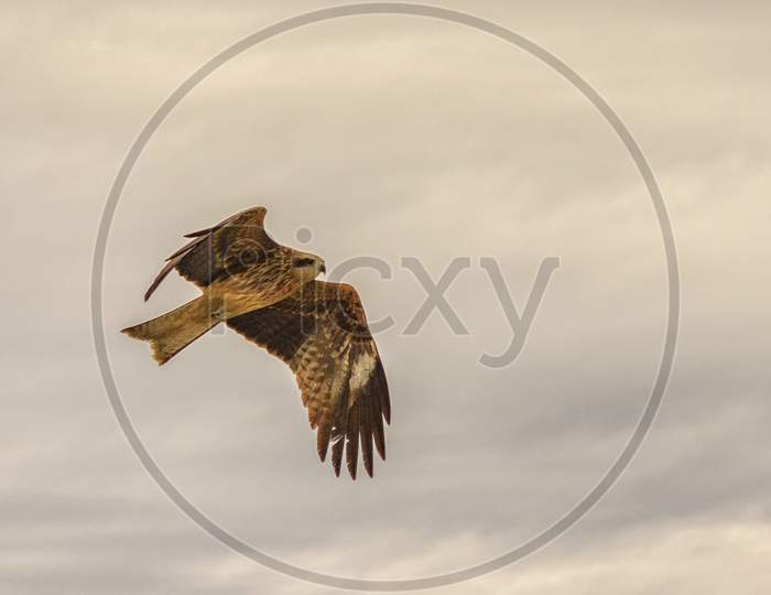 Hawk Flying In The Sky, Bird In Flight