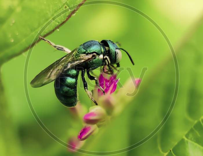 Macro photography of Ceratina bee