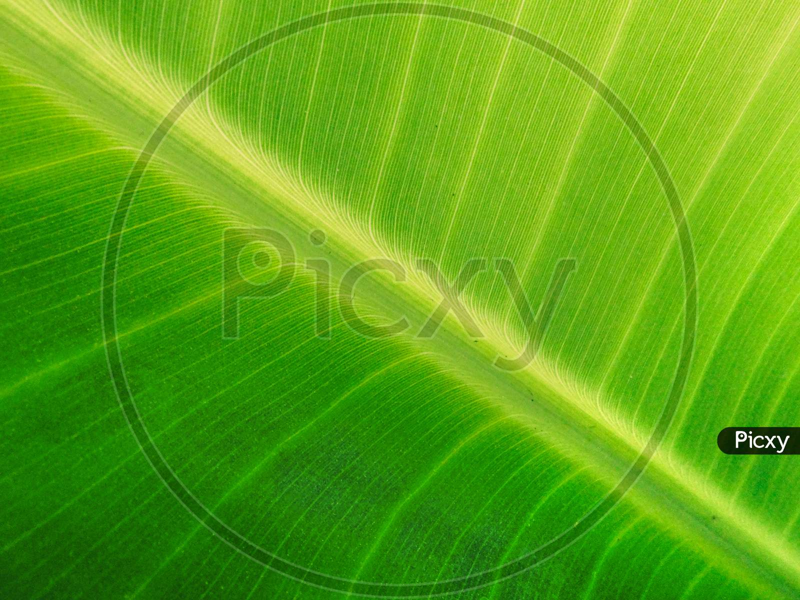 Close Up Of Green Banana Leaves