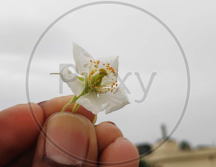 Holding a beautiful Muntingia calabura Flower with Sky background